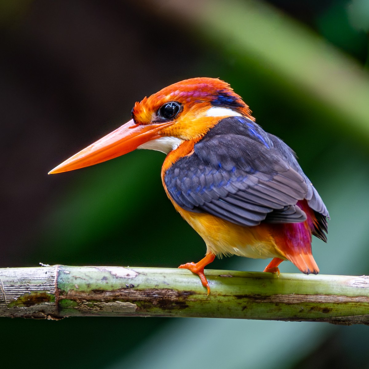 Martin-pêcheur pourpré - ML646886327
