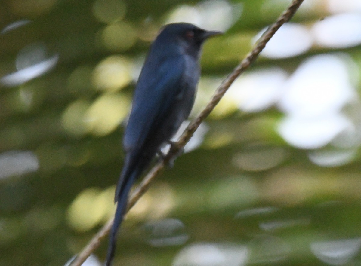 ハイイロオウチュウ - ML646886334