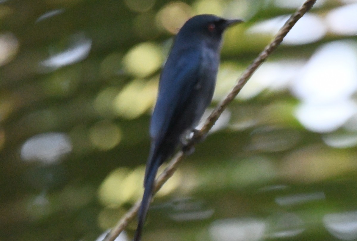 ハイイロオウチュウ - ML646886336