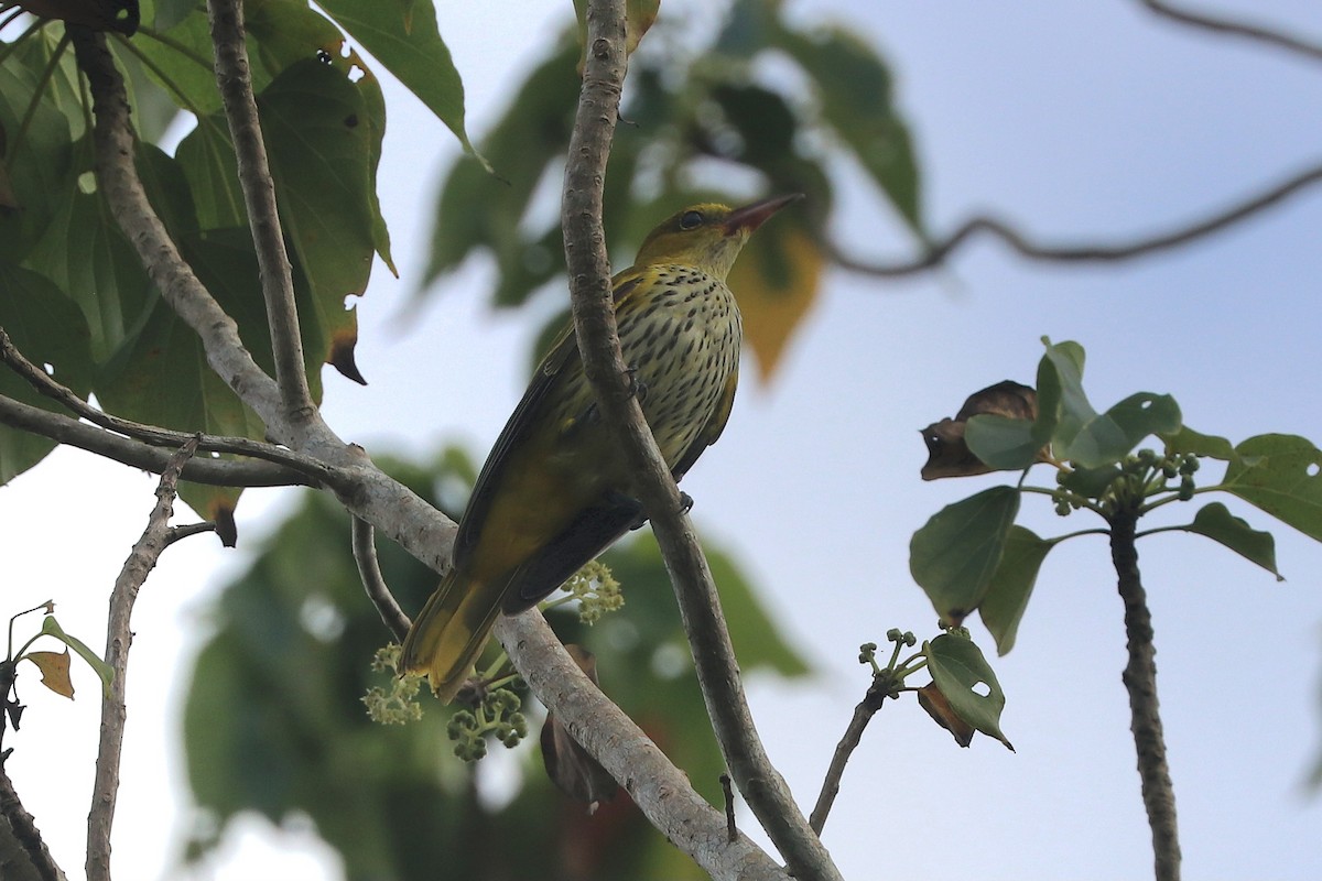 Вивільга чорноголова - ML646886337