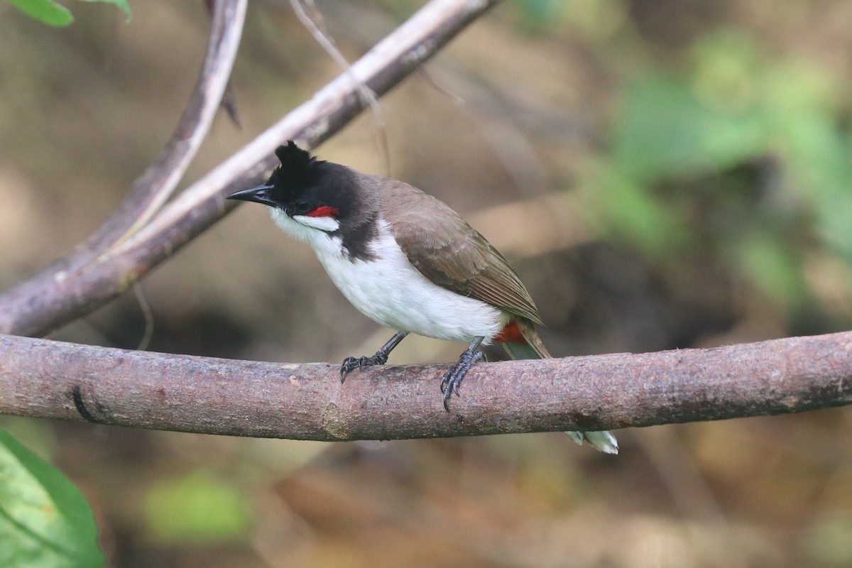 Бюльбюль червонощокий - ML646886338