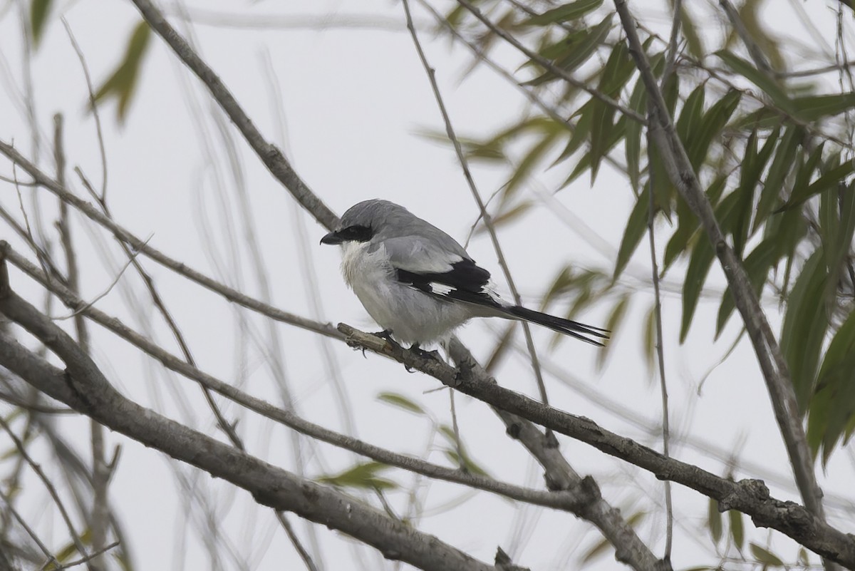 Loggerhead Shrike - ML646886343