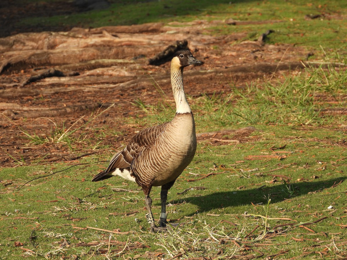 Hawaiian Goose - ML646886344