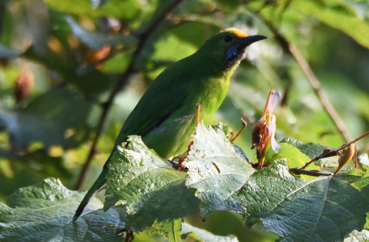 gyllenpannebladfugl - ML646886345