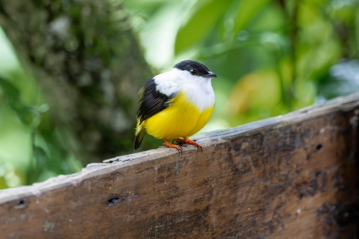 Белобородый манакин - ML646886346