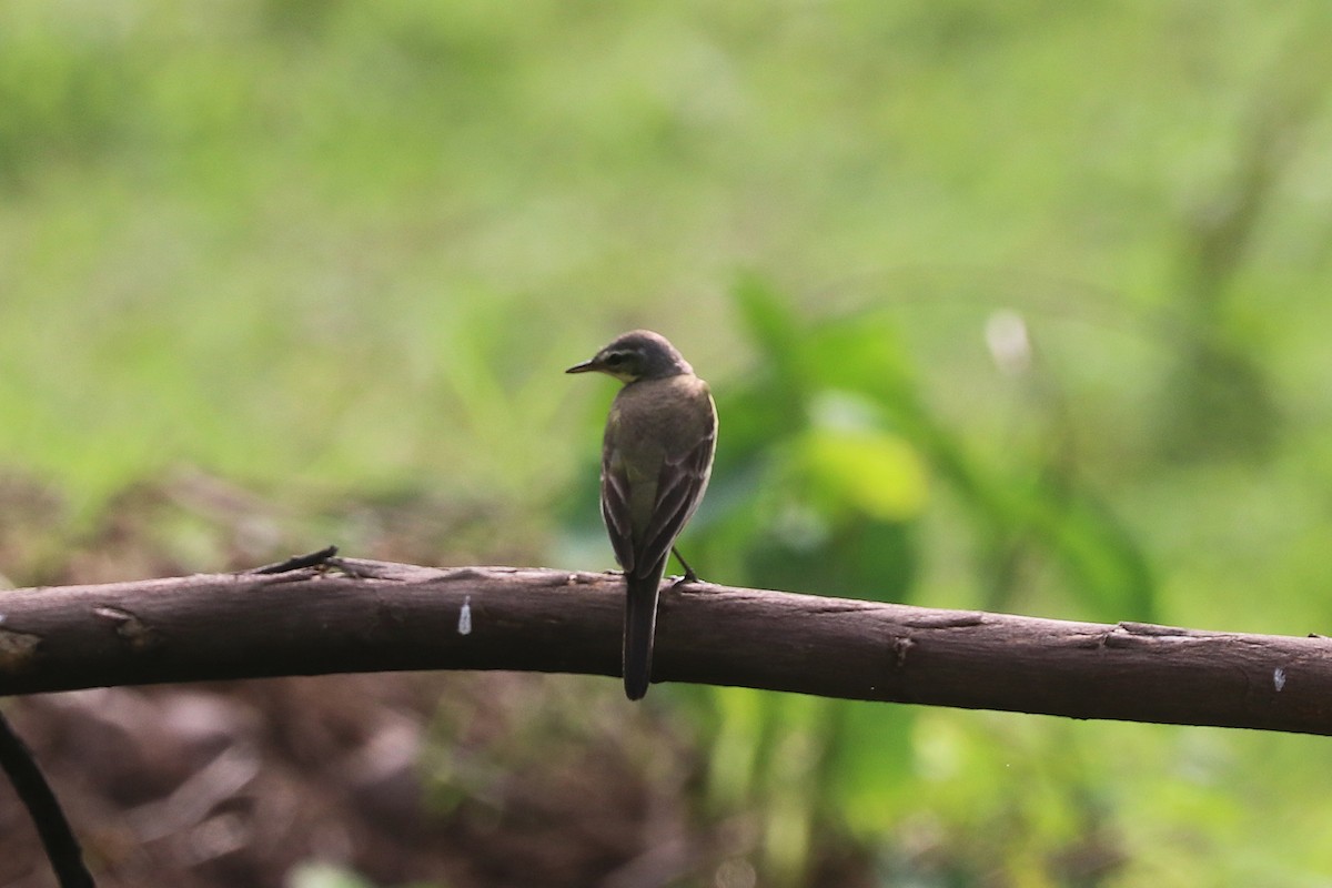 Плиска аляскинська - ML646886347