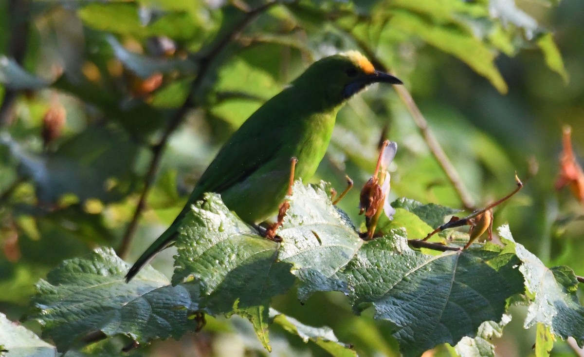 gyllenpannebladfugl - ML646886349