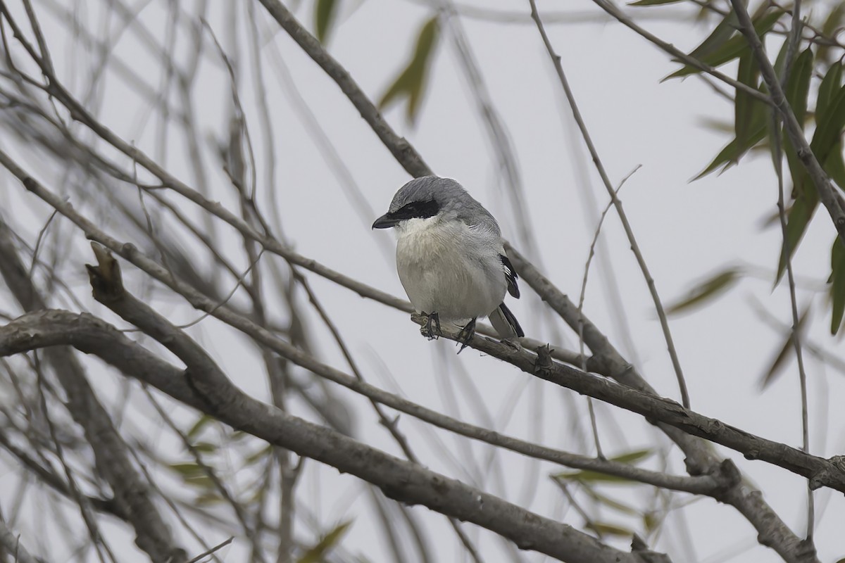 Loggerhead Shrike - ML646886350