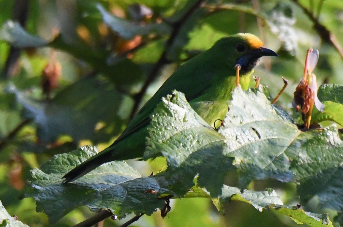 gyllenpannebladfugl - ML646886351