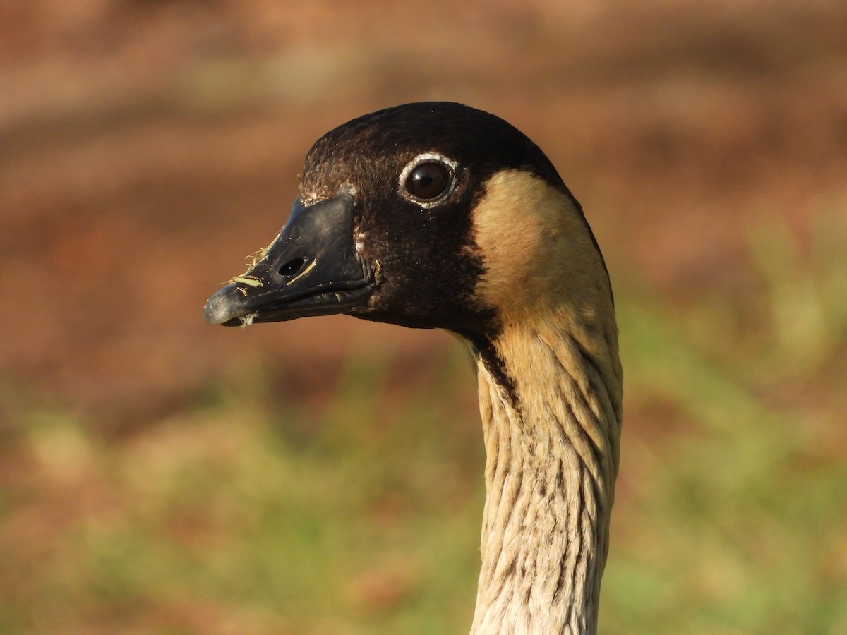 Hawaiian Goose - ML646886352