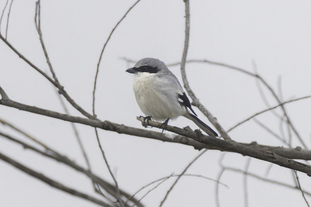 Loggerhead Shrike - ML646886355