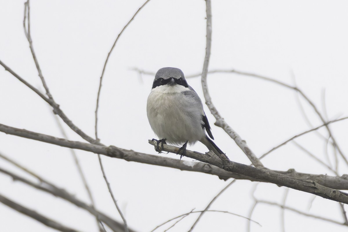 Loggerhead Shrike - ML646886356