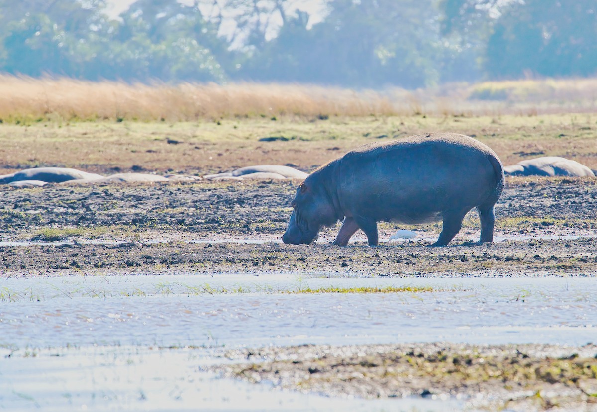 Western Cattle-Egret - ML646886362