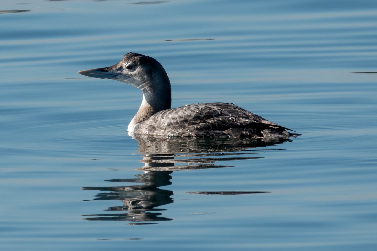Yellow-billed Loon - ML646886365