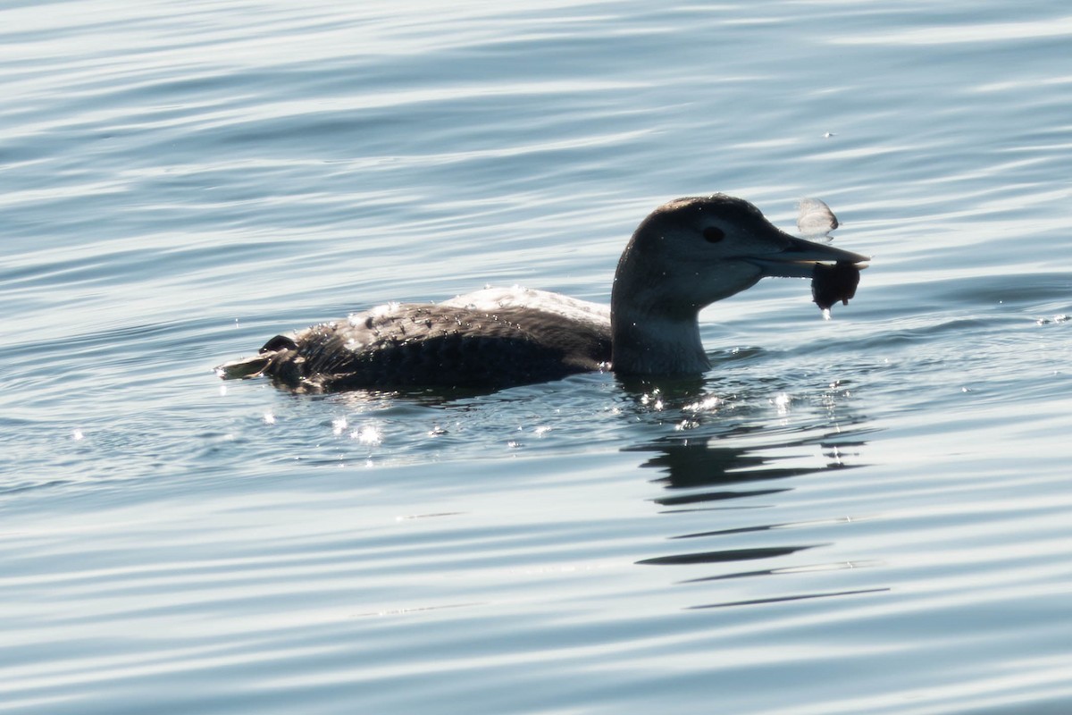 Yellow-billed Loon - ML646886366