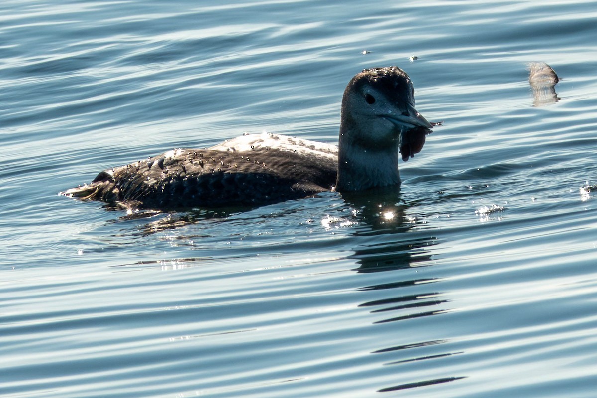 Yellow-billed Loon - ML646886367