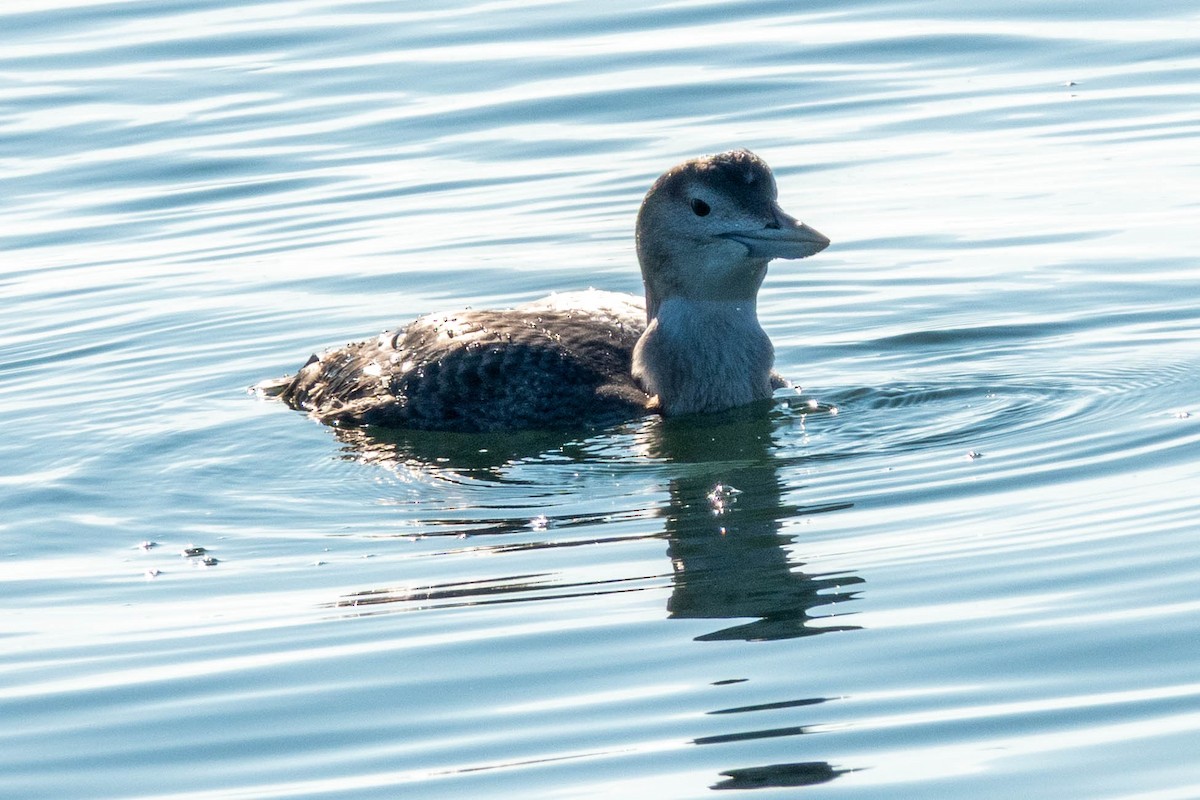 Yellow-billed Loon - ML646886368