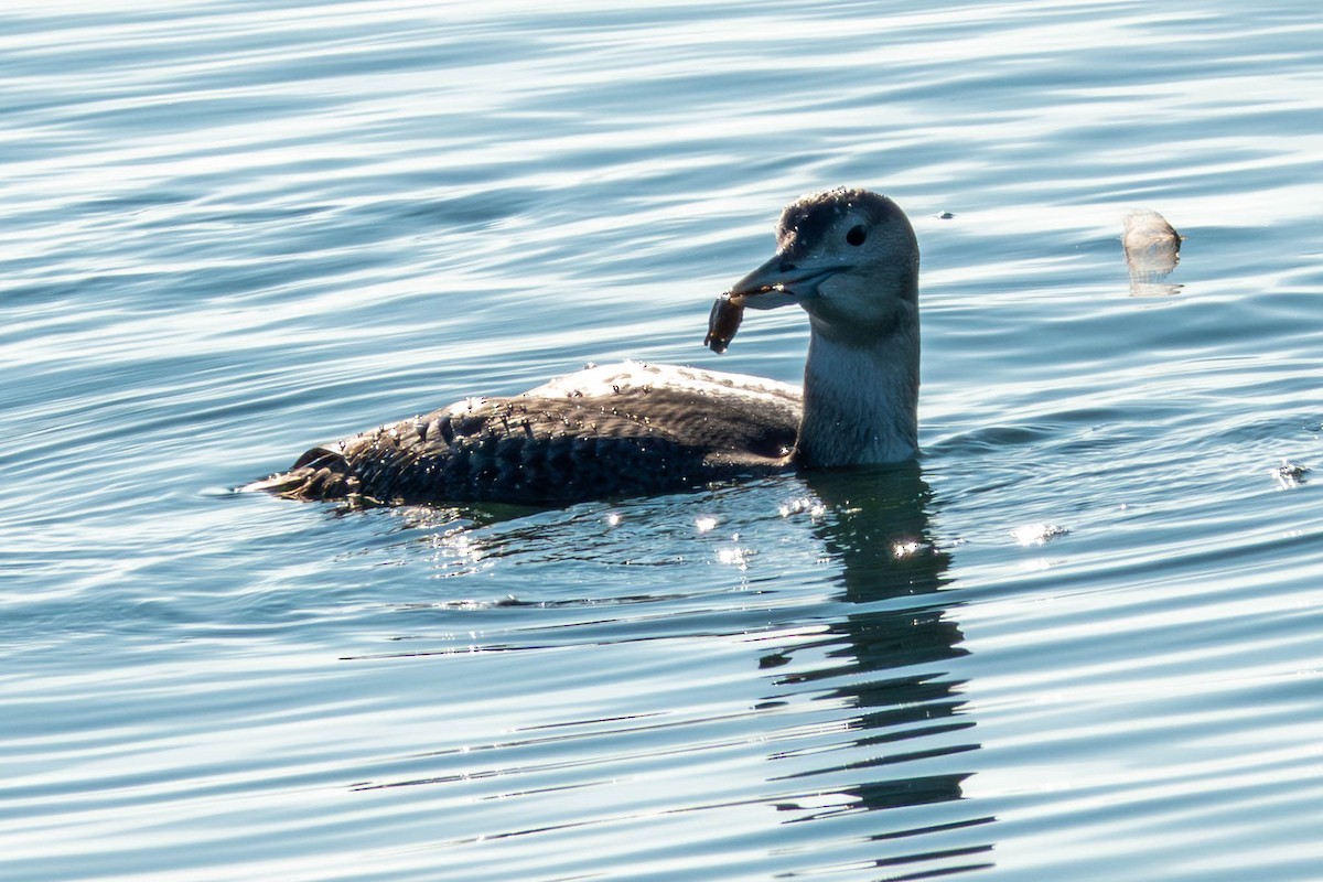 Yellow-billed Loon - ML646886369