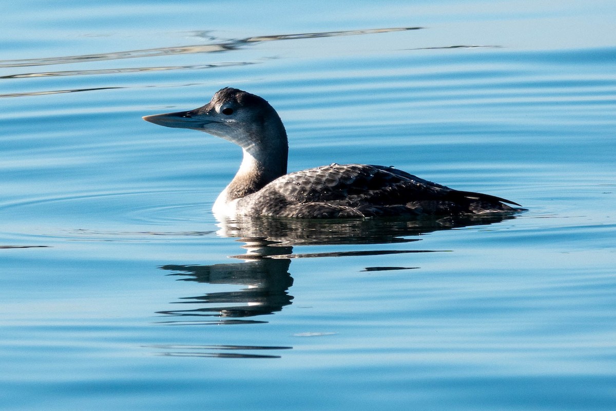 Yellow-billed Loon - ML646886370