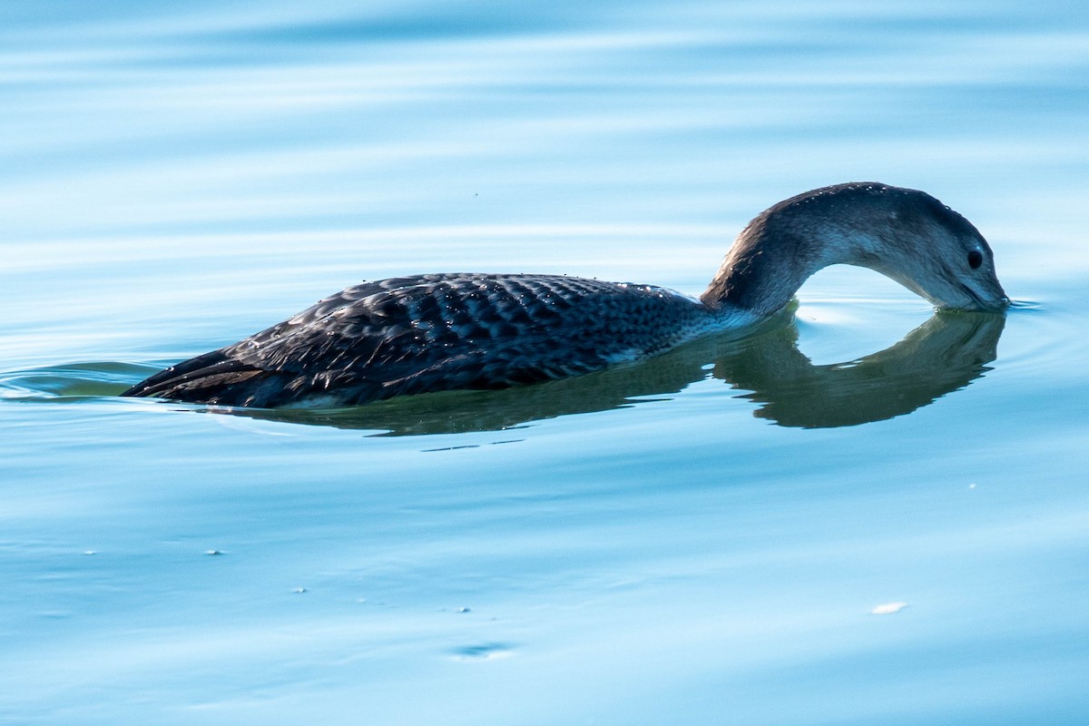Yellow-billed Loon - ML646886371