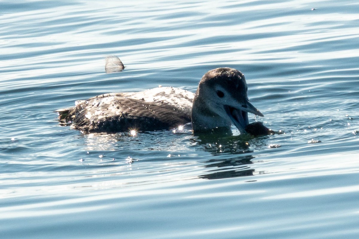 Yellow-billed Loon - ML646886372