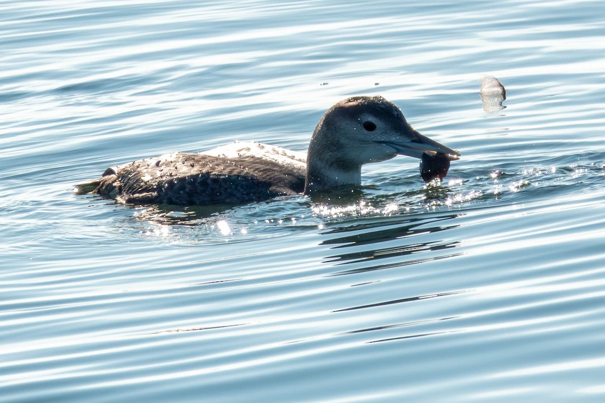 Yellow-billed Loon - ML646886373