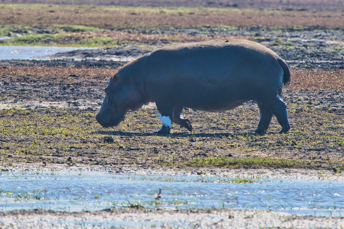Western Cattle-Egret - ML646886375