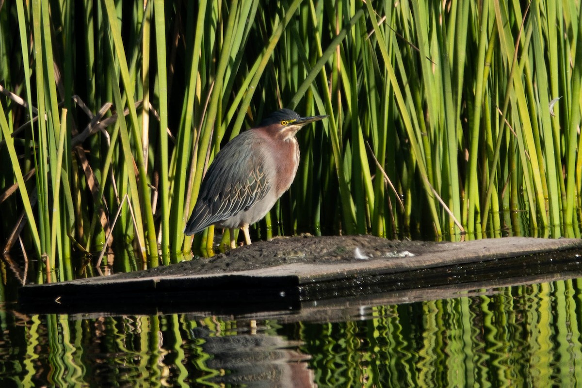 Green Heron - ML646886376