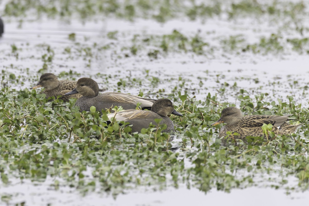 Ipar-ahatea - ML646886377