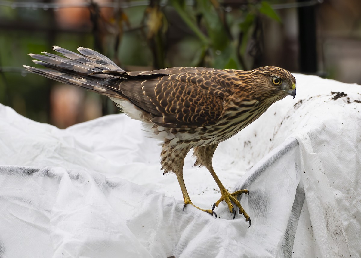 Rundschwanzhabicht - ML646886383