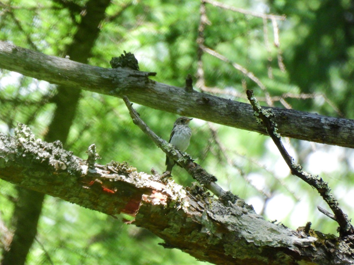 gråflankefluesnapper - ML646886386