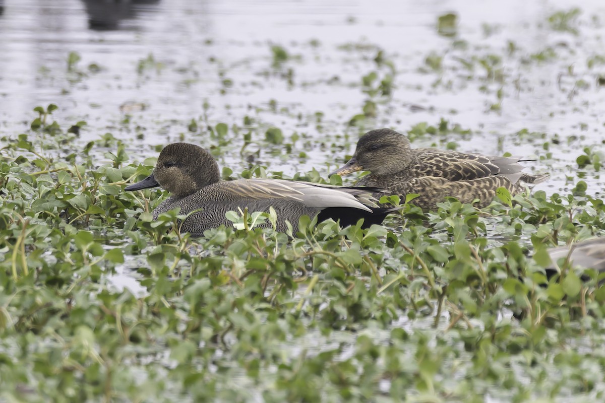 Ipar-ahatea - ML646886387