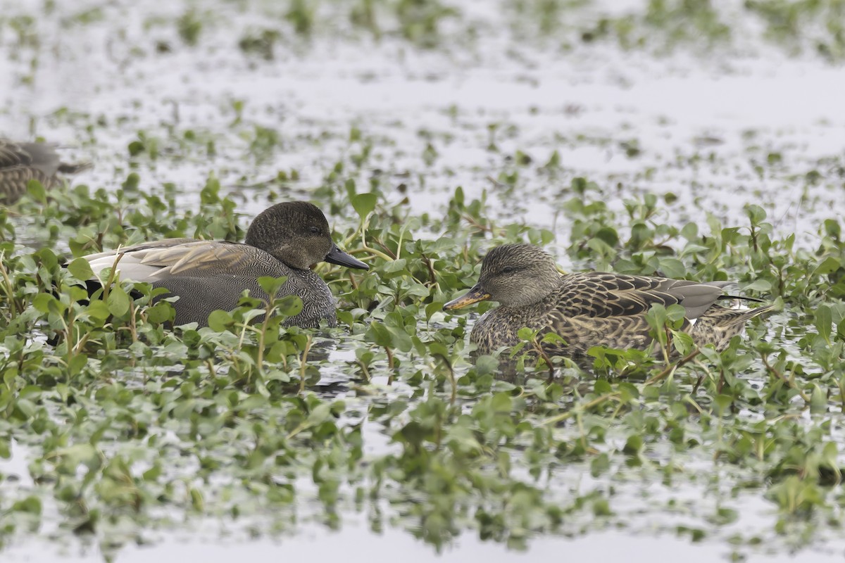 Ipar-ahatea - ML646886388