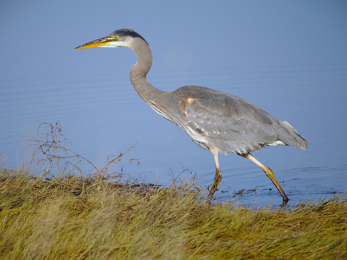 Great Blue Heron - ML646886392
