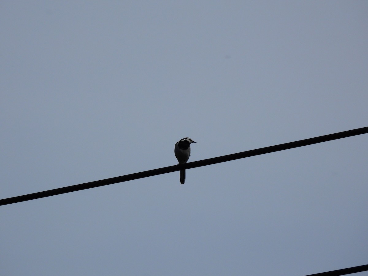 ハクセキレイ - ML646886401