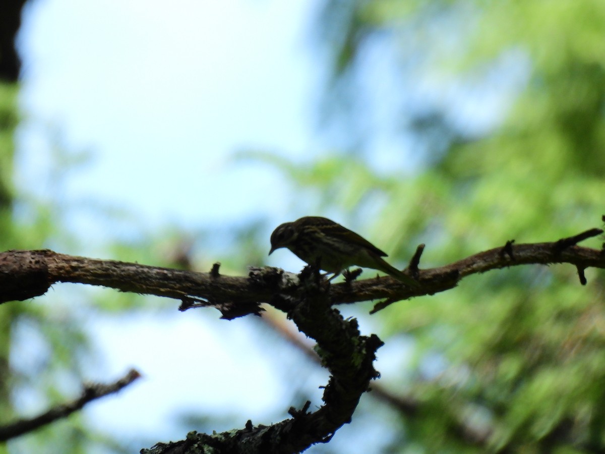 Prispolone indiano - ML646886402