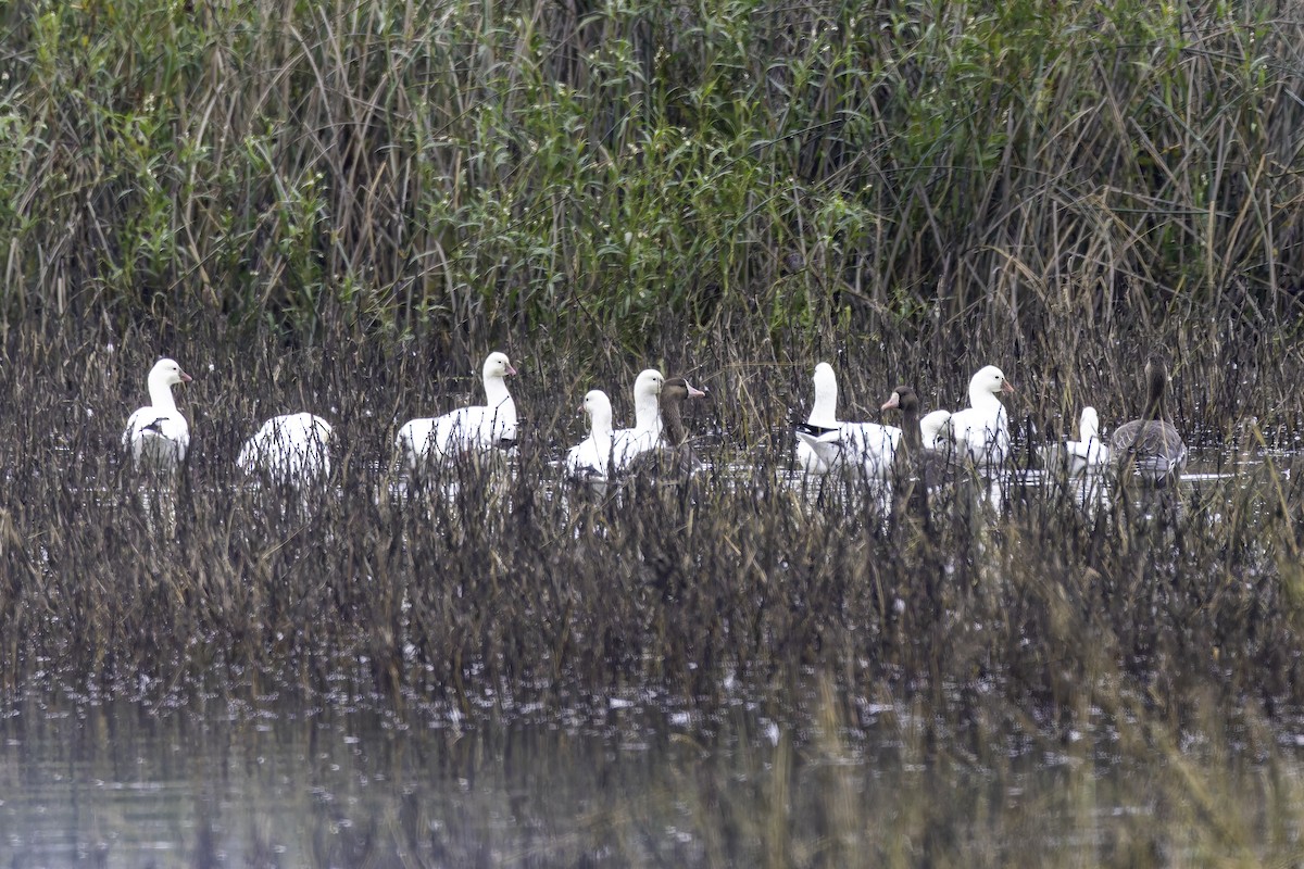 Ross antzara - ML646886405