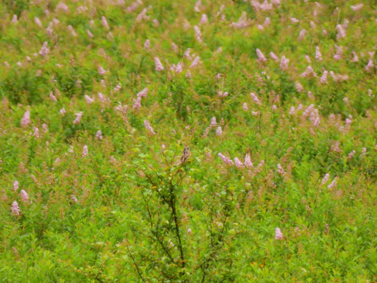 Chestnut-eared Bunting - ML646886406
