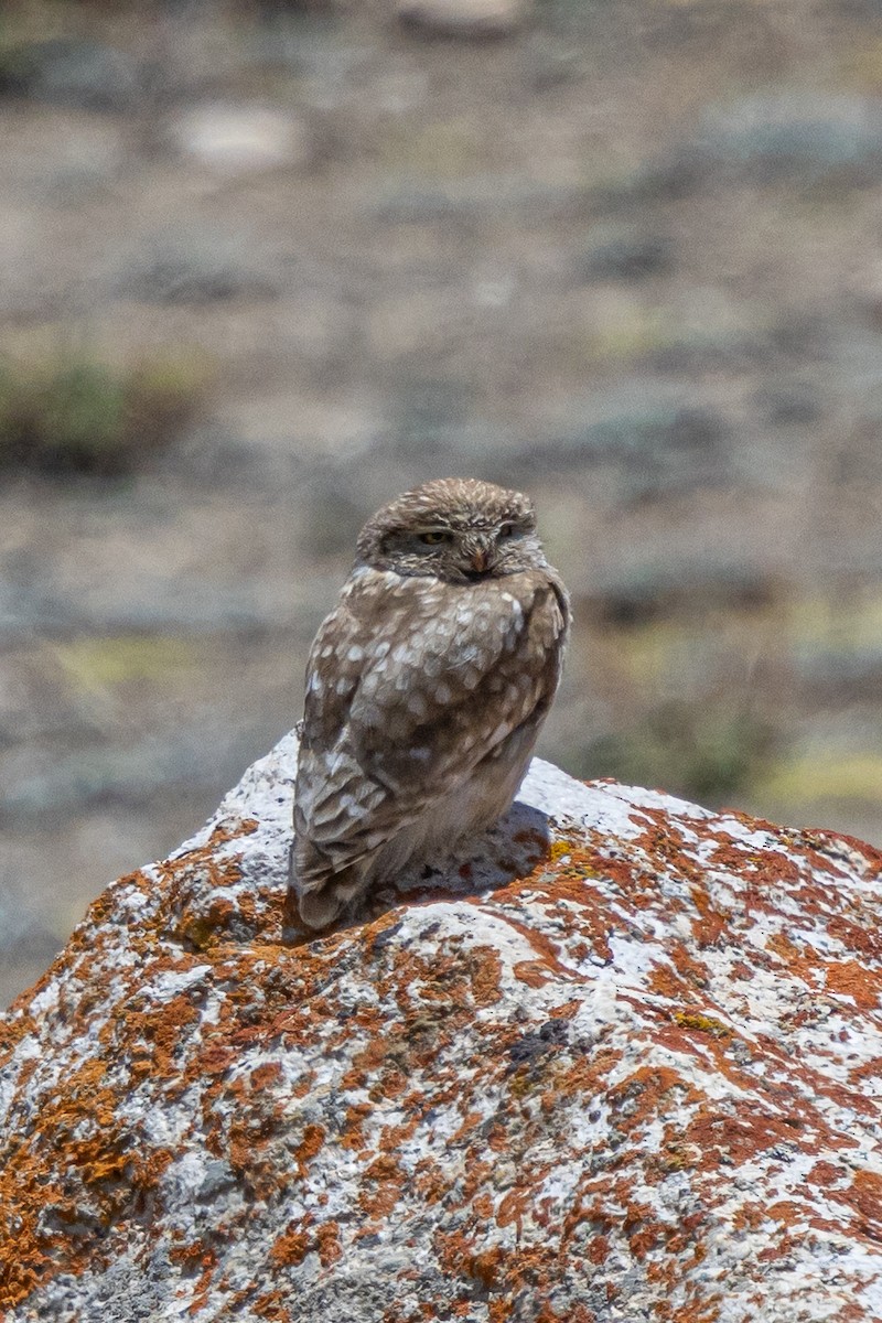 Little Owl - ML646886407