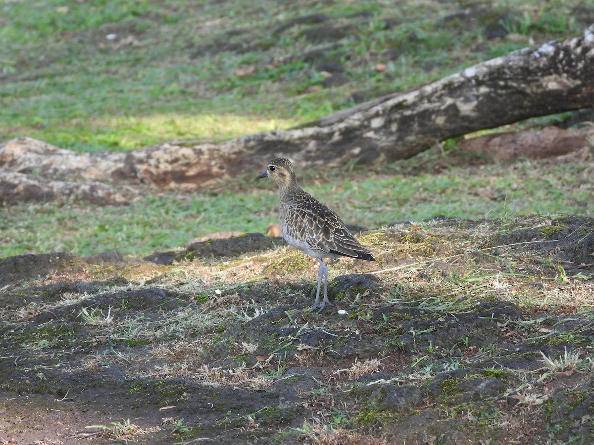 Pacific Golden-Plover - ML646886408