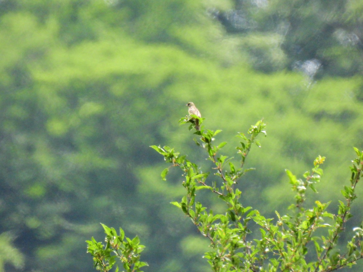 Masked Bunting - ML646886409