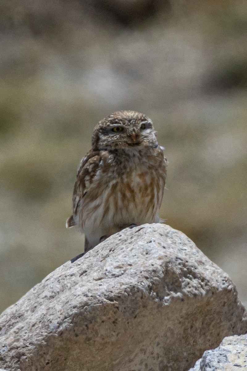 Little Owl - ML646886410