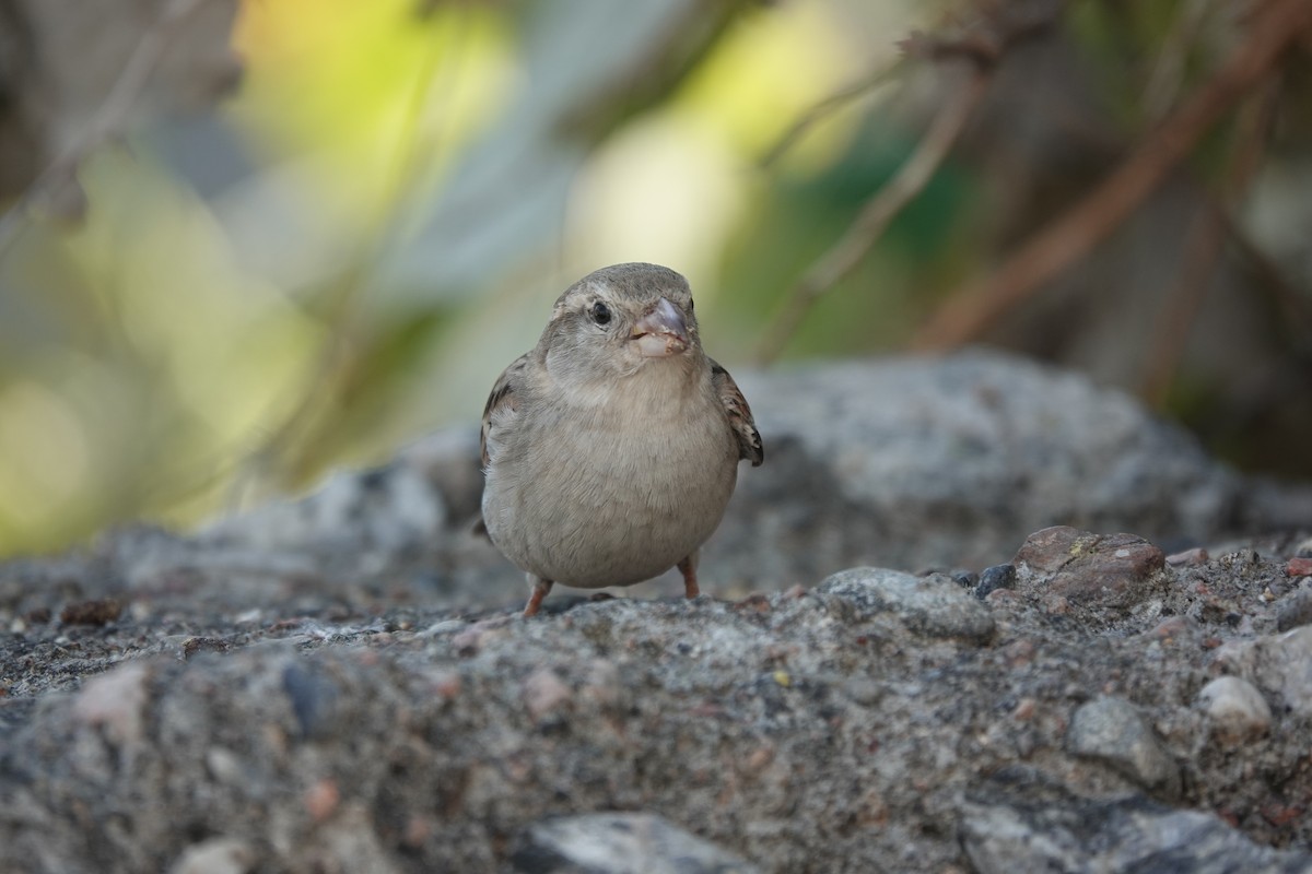 Gorrión Común - ML646886411