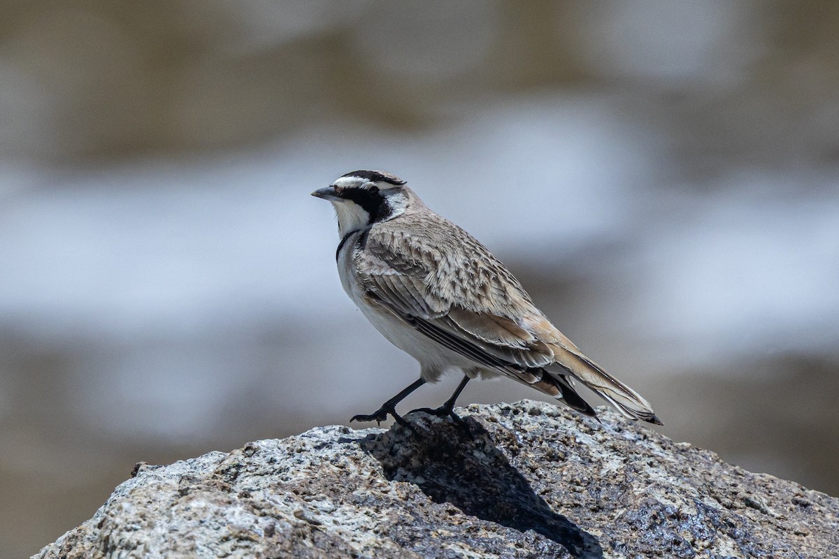 Horned Lark - ML646886412