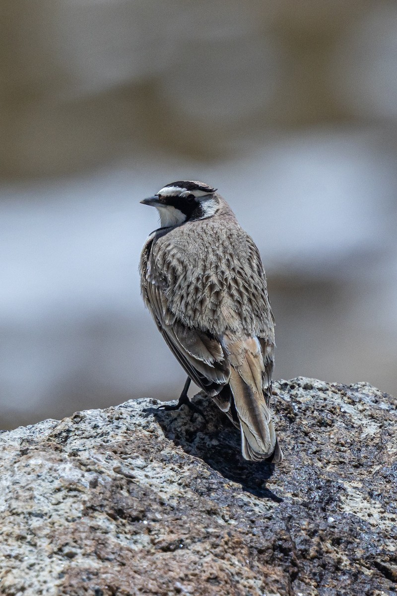 Horned Lark - ML646886413