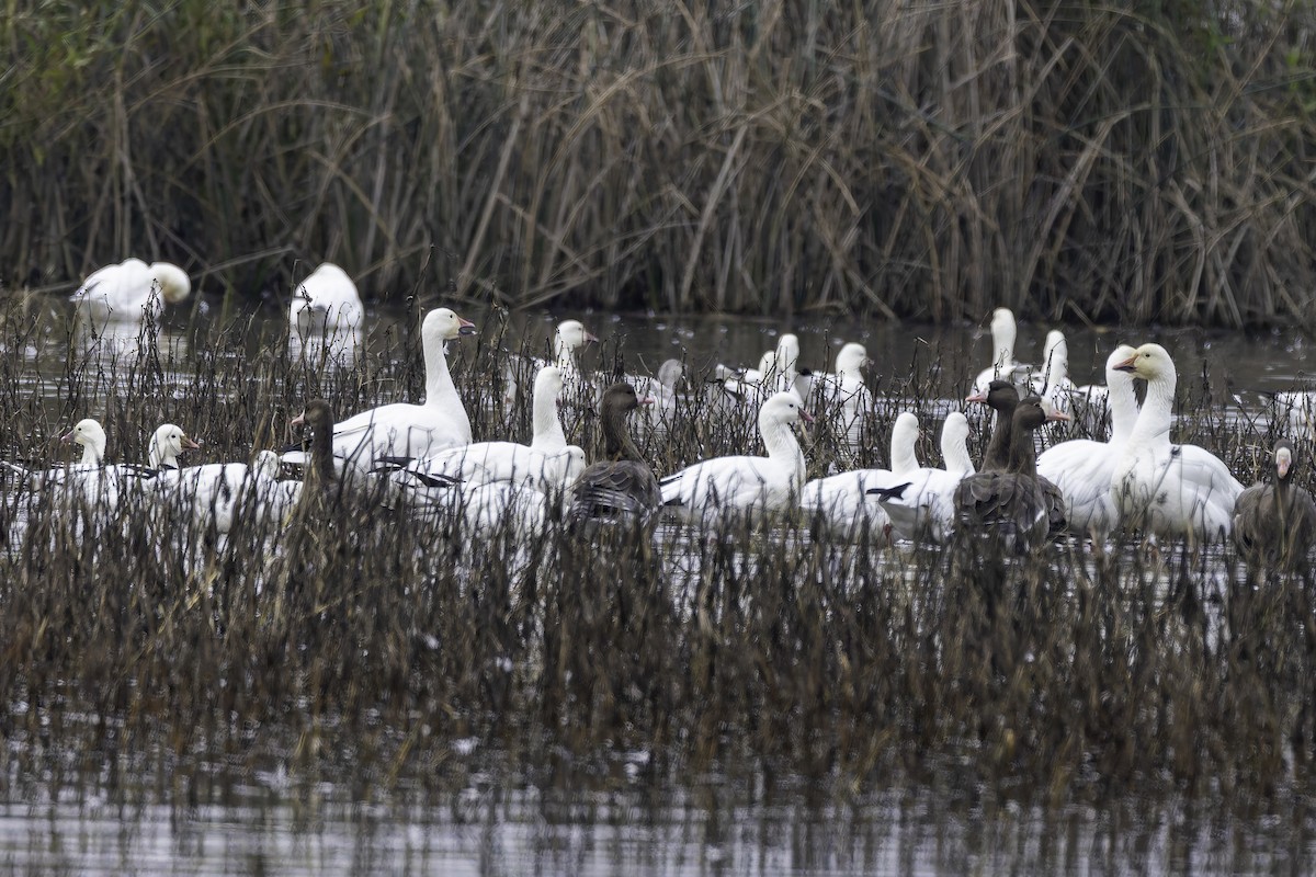 Snow Goose - ML646886416