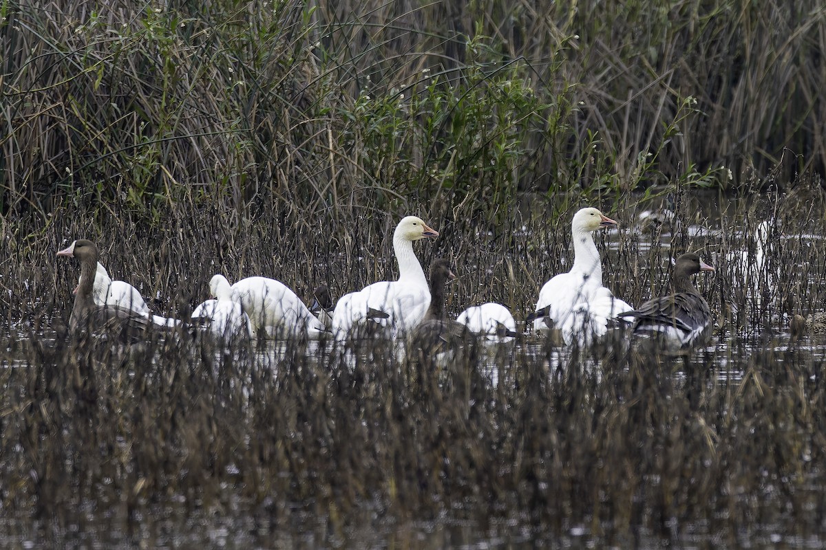 Snow Goose - ML646886417
