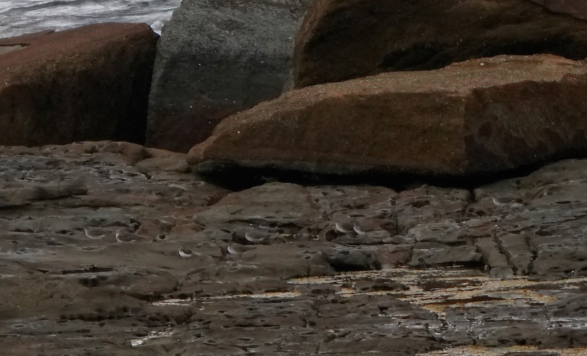 ביצנית אפורת-זנב - ML646886418