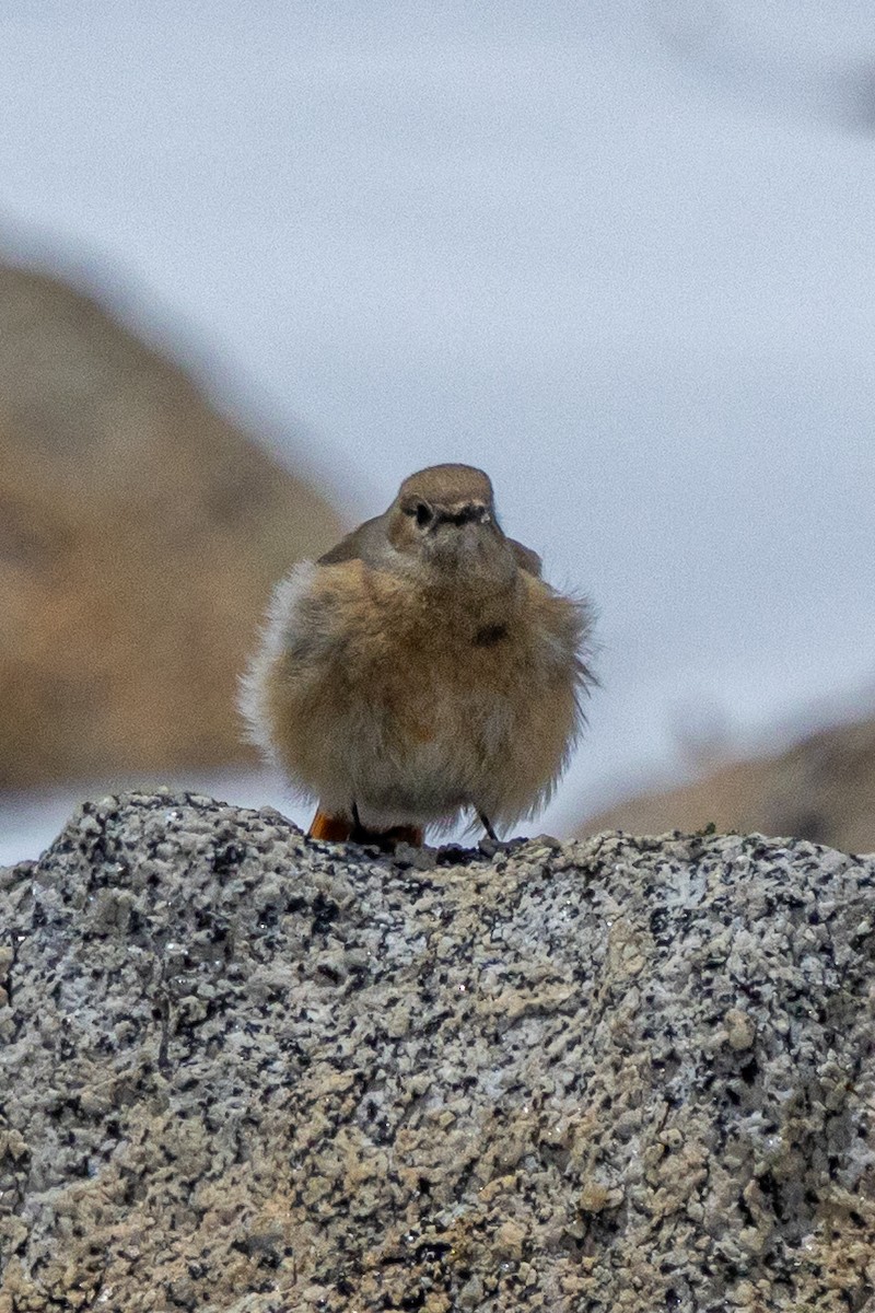 White-winged Redstart - ML646886419