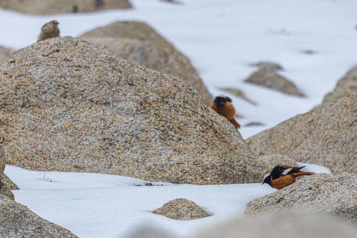 White-winged Redstart - ML646886420